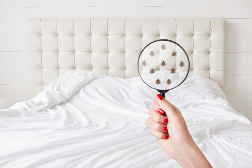 Woman holding magnifying glass looking for bed bugs