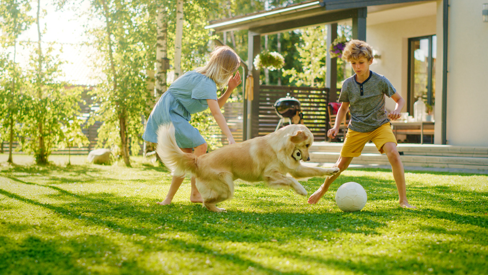 Two kids having fun with labrador retriever in the back yard